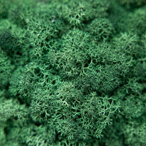 Reindeer Moss Panel — 60 × 60 cm — view 3