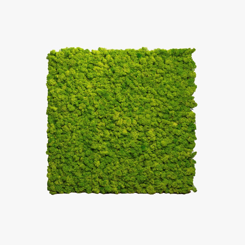 Reindeer Moss Panel — 60 × 60 cm — view 5