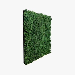 Reindeer Moss Panel — 60 × 60 cm — view 4
